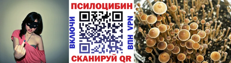 ссылка на мегу онион  Пионерский  Псилоцибиновые грибы Psilocybine cubensis 